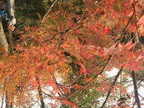 片片枫叶情